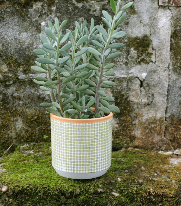 Bernaldo - vert mousse/citrouille – Image 4